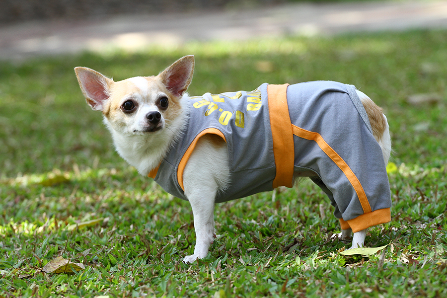 DoggyDolly C279 Jogginganzug für Hunde grau.orange