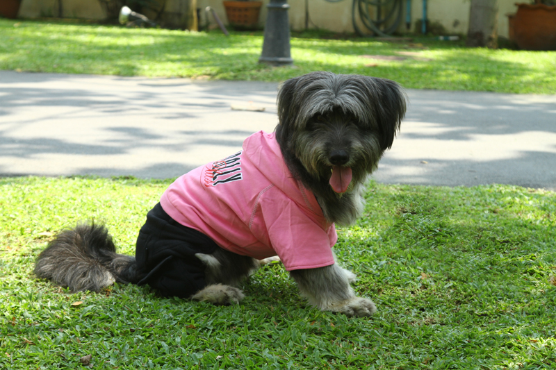 DoggyDolly DRF025 Outdoor Jogginganzug für Hunde pink-schwarz