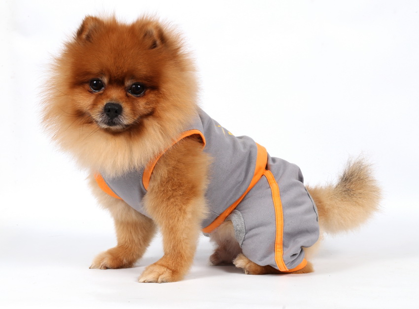 DoggyDolly C279 Jogginganzug für Hunde grau.orange