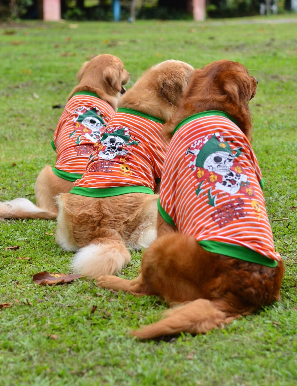 DoggyDolly BIG DOG BD398 T-Shirt für große Hunde orange gestreift