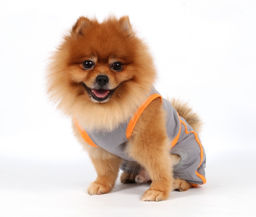 DoggyDolly C279 Jogginganzug für Hunde grau.orange