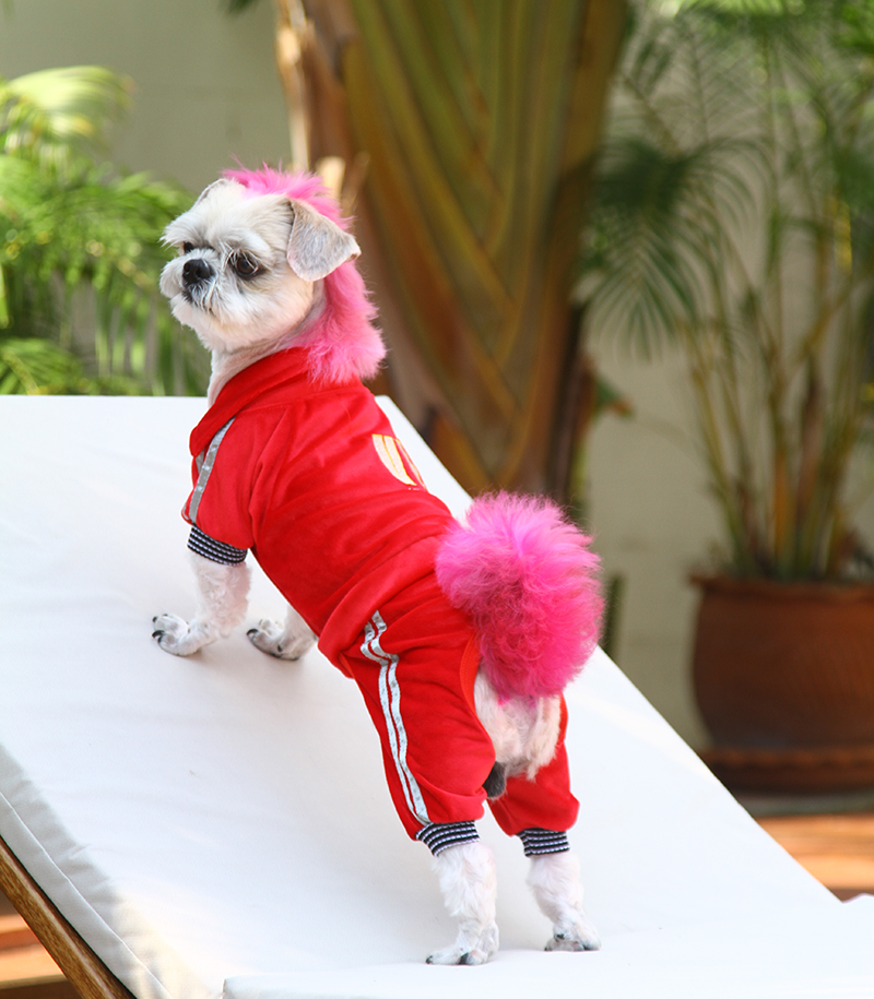 DoggyDolly DRF028 Jogginganzug für Hunde VIP rot