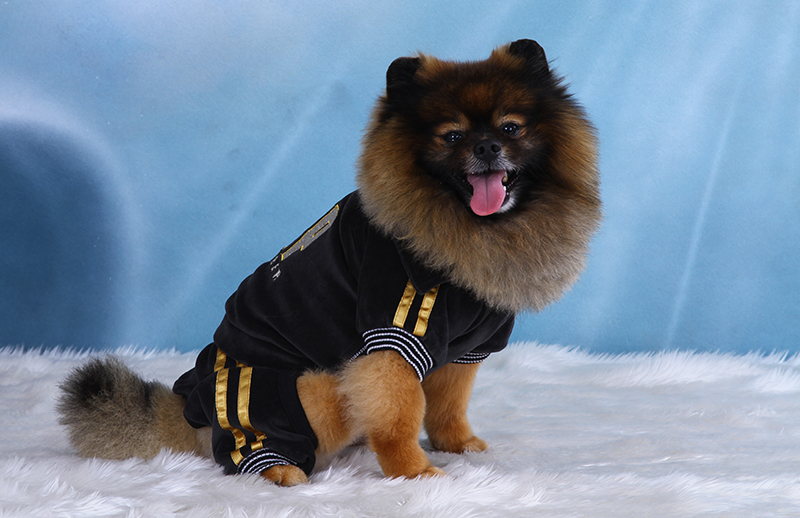 DoggyDolly DRF010 Jogginganzug für Hunde VIP schwarz