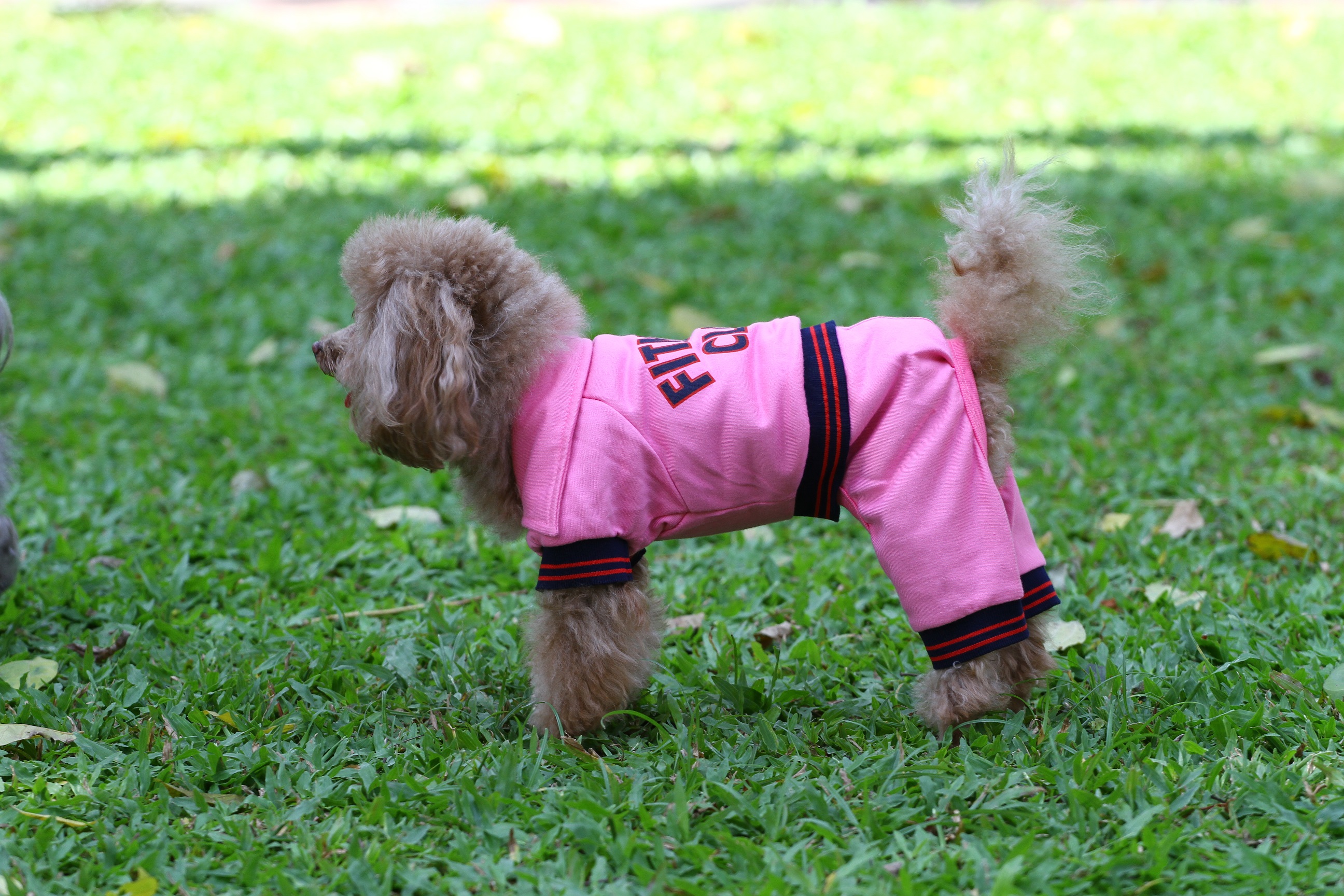 DoggyDolly DRF031 Jogginganzug für Hunde rosa