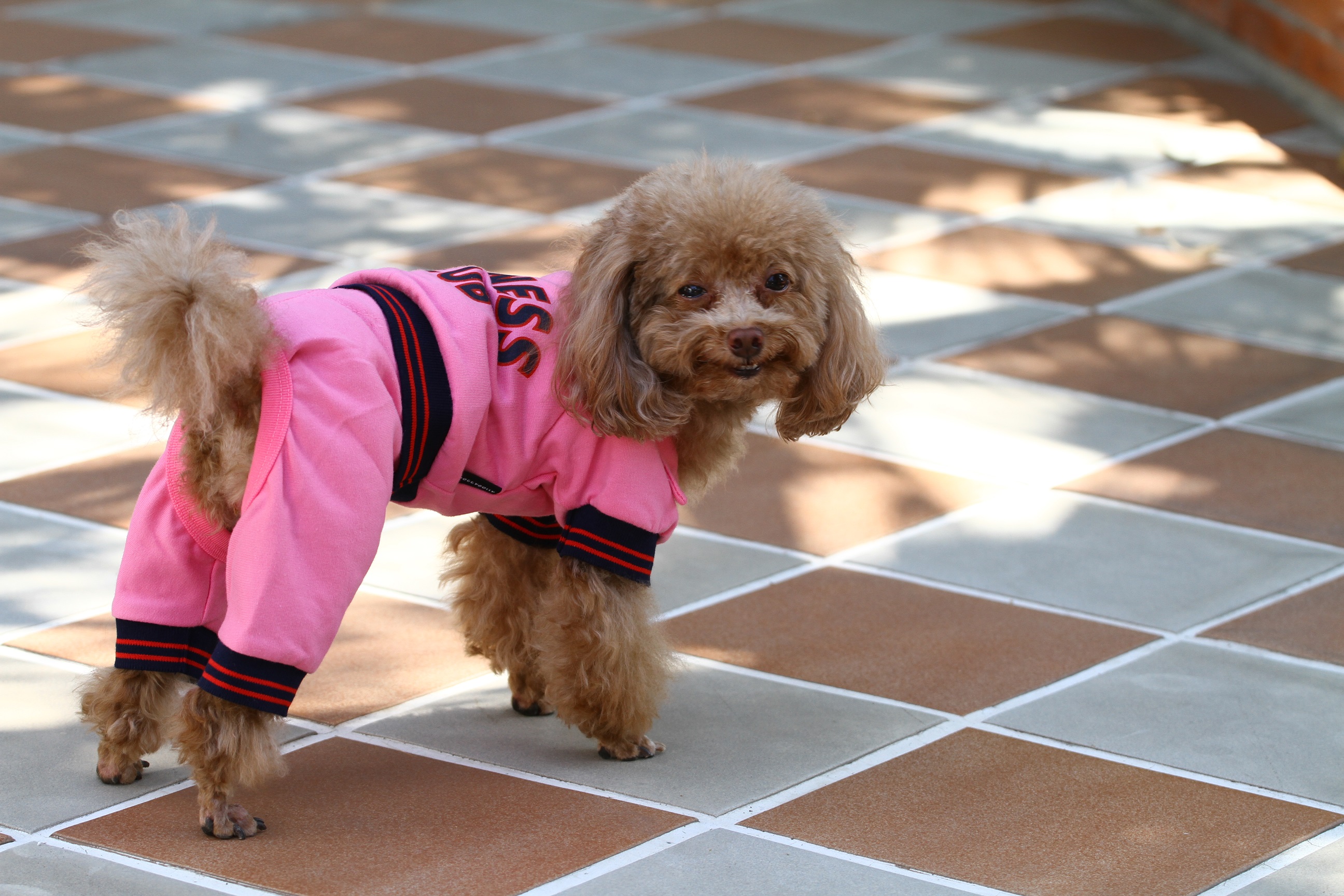 DoggyDolly DRF031 Jogginganzug für Hunde rosa