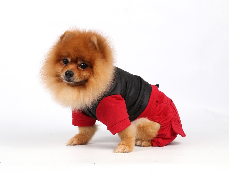 DoggyDolly W108 Outdoor Jogginganzug für Hunde schwarz-rot
