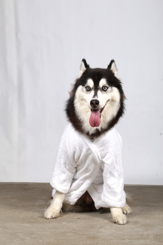 DoggyDolly BIG DOG BD030 Bademantel für große Hunde weiß