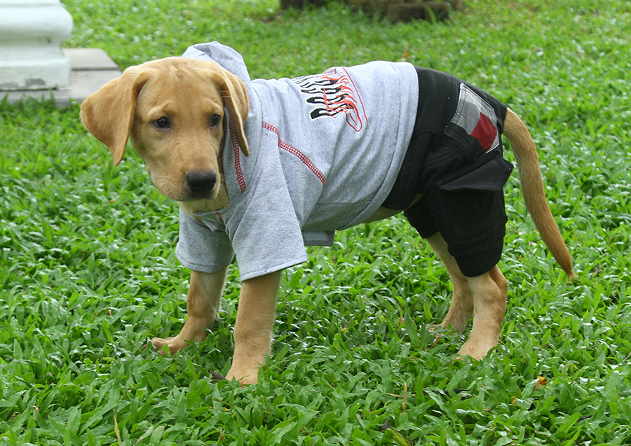 DoggyDolly DRF020 Outdoor Jogginganzug für Hunde grau-schwarz