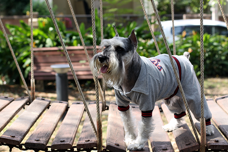 DoggyDolly DRF003 Jogginganzug für Hunde grau