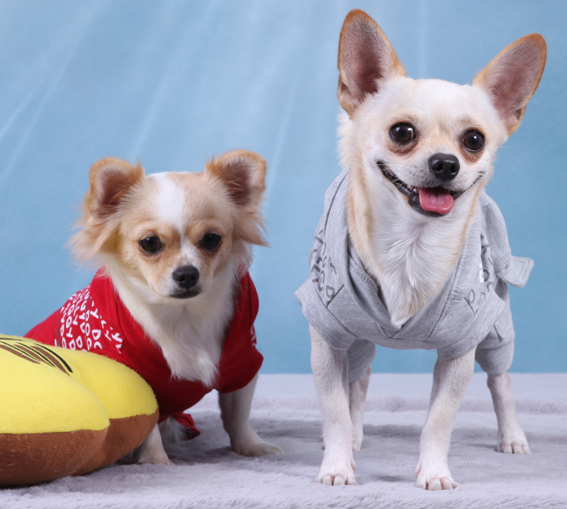 DoggyDolly DRF012 Jogginganzug für Hunde grau